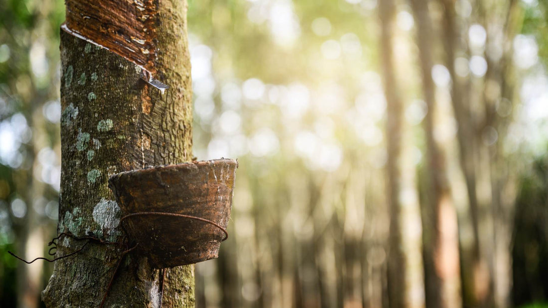 Eco-friendly organic latex mattresses harvested and produced from rubber trees