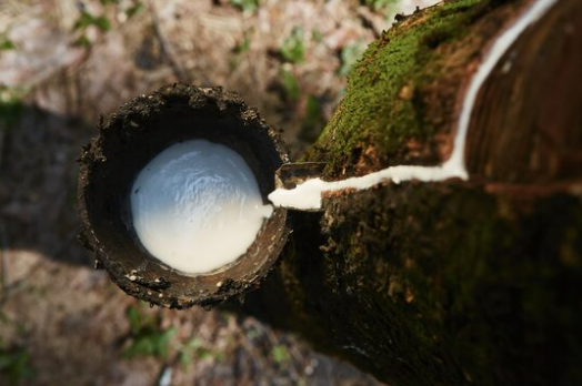 Top down view on taping latex from rubber tree