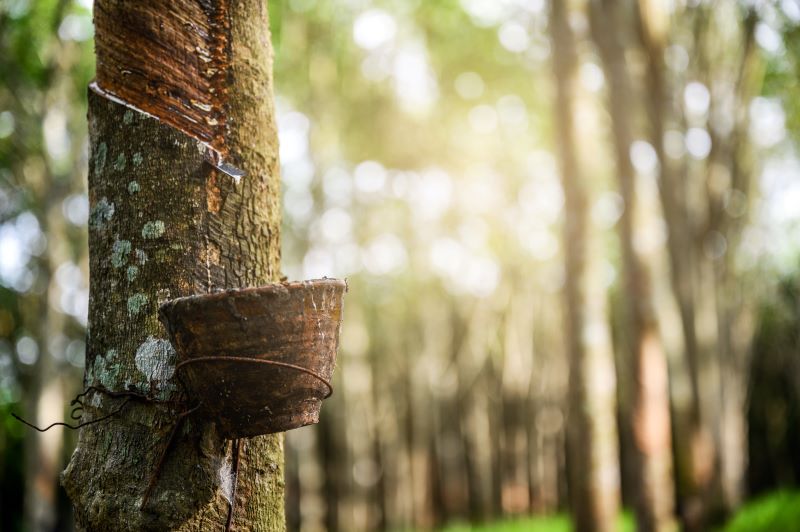 a close up of the liquid latex collection cup on a rubber tree in thailand with the trees in the background blurred. 