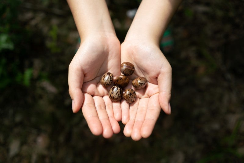A person's hands extending out to show six rubber seeds sitting on her palms.