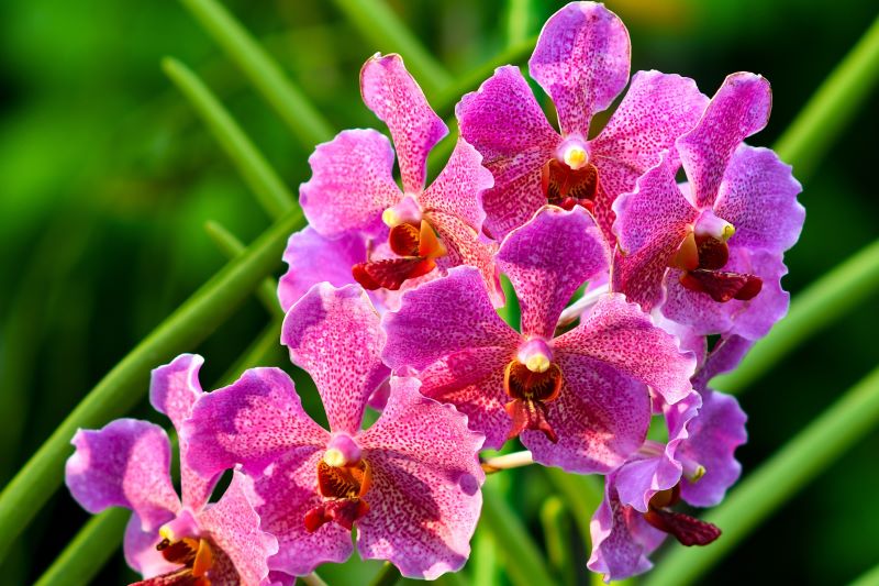 A bunch of vibrant pink orchid flowers, the national flower of Singapore